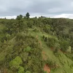 KFS responds to deforestation concerns