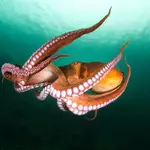Scientists find a surprising genetic twist behind octopus intelligence