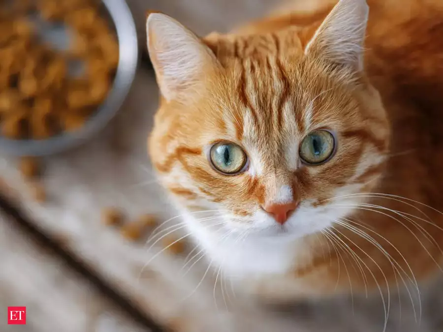 Cat food has 122 contaminants: New test warns 
