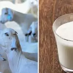 Kajiado Farmers Turn to Goat Milk Amid Shortages 