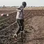 Sudan farms lie barren as El Nino leaves Nile banks dry