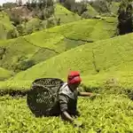 Kipsigis Clans Give Browns, Lipton, Government 30 Days Over Tea Estate Land Claim