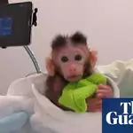 Peta releases video showing experiments on infant monkeys at Univ of Washington