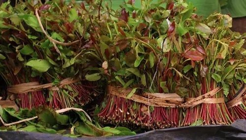 Djibouti opens market for Kenyan miraa: https://citizen.digital/business/djibouti-opens-market-for-kenyan-miraa-n366805
